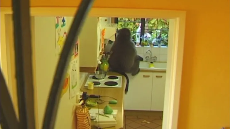 Pavián přistižený při rabování spižírny