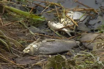 V jezerech po celém světě rychle ubývá kyslíku. Problém se týká i Česka, ukazuje studie