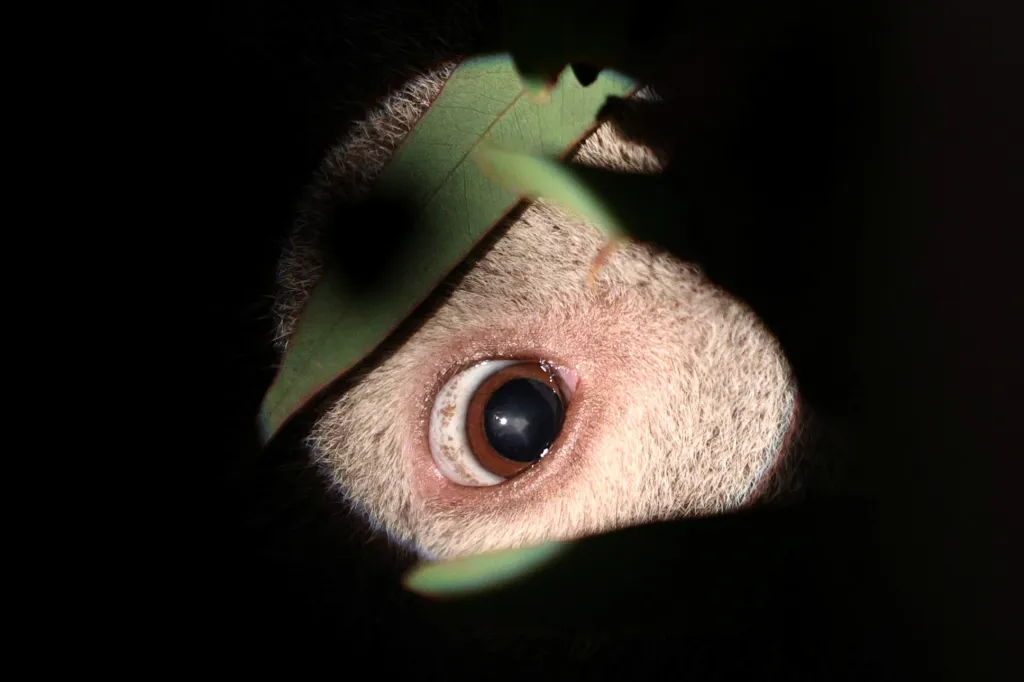 Další závažné onemocnění, na které koalové trpí, je oční zákal. Ten znesnadňuje zvířeti vyhledávání potravy a následné přežití ve volné přírodě