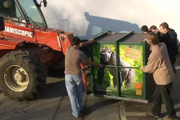 Gorila Moja přistála ve Španělsku, čeká na ni nová rodina