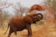 Sloni se navzájem oslovují jmény, zjistili vědci
