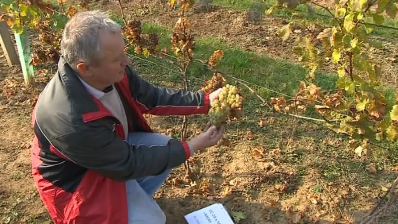 Šlechtění vína v Polešovicích