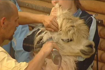 Lamy přišly o vlnu