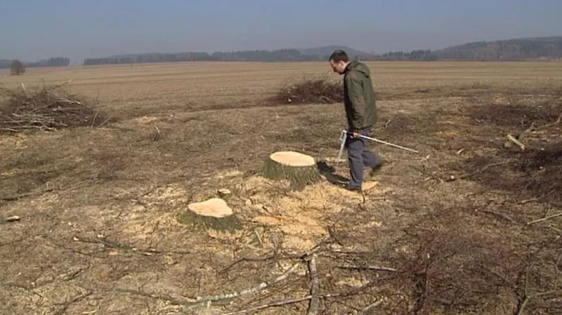 Načerno někdo vykácel téměř čtyři stovky stromů ve Zdoňově v Chráněné krajinné oblasti Broumovsko.
