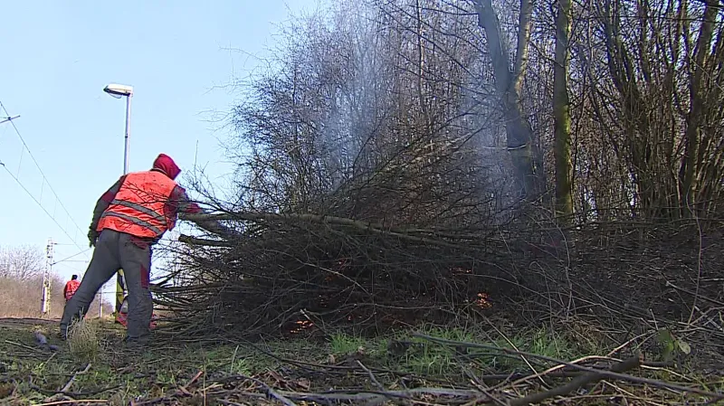 Příčina výluky - prořezávání dřevin kolem trati