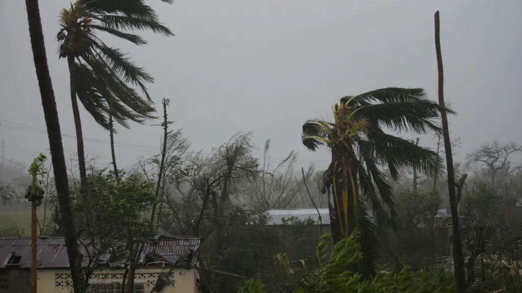 Zničené stromy v haitském přístavu Les Cayes, kterým se prohnal hurikán Matthew