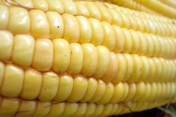 Povolte geneticky upravené rostliny, vyzývá Evropskou unii skupina elitních vědců