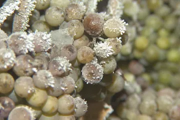 Archeologové v Libanonu našli nejstarší vinařství. Využívali ho před 2600 lety Féničané