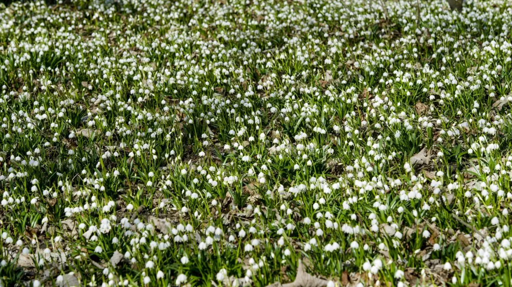 Bledule v Kostelci nad Orlicí