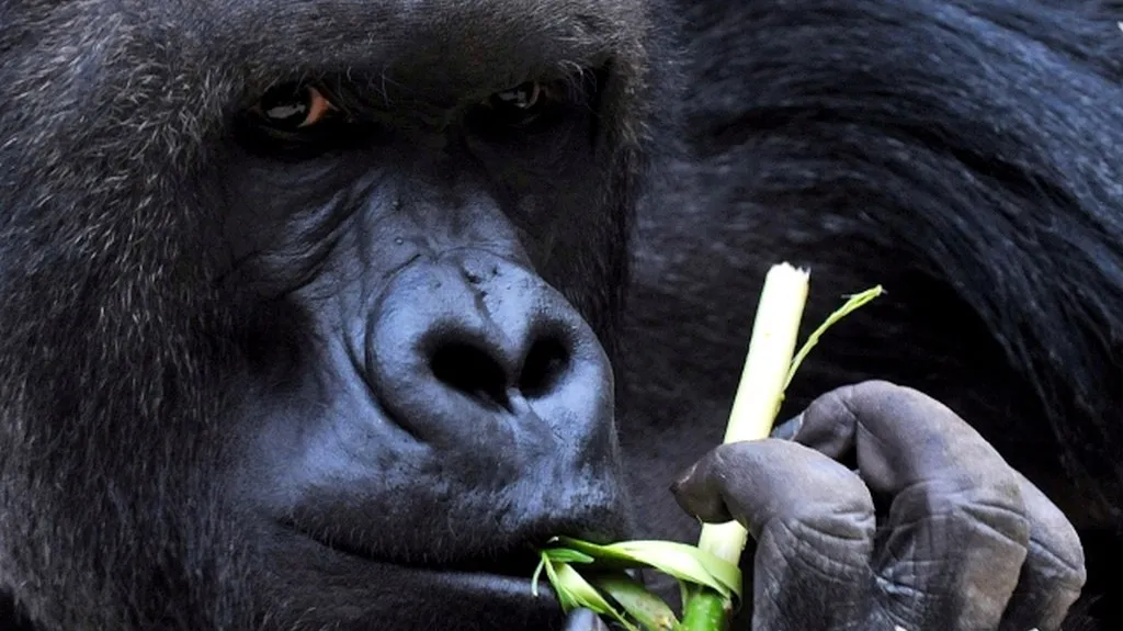 ZOO Praha