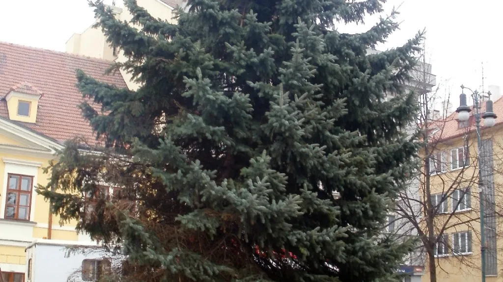 Vánoční strom v Lounech