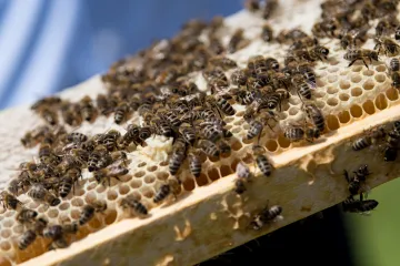 Než se vylíhly včely, odkvetly stromy a uschl nektar. Medu bude až o polovinu méně