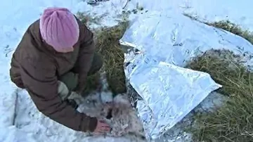 Majitelka v ohradě zakrývá mrtvé ovce