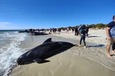 U Austrálie uvázlo 160 velryb, část už uhynula. Vědci se zbylé snaží zachránit