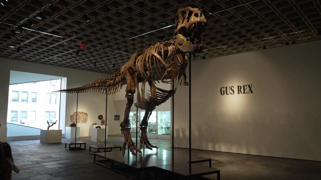 Aukční síň vydraží kostru Tyrannosaura rexe, vyvolávací cena je 19 milionů dolarů