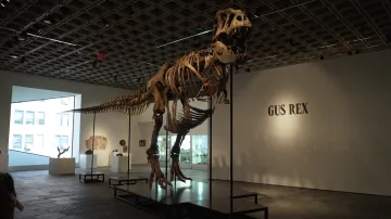 Aukční síň Sotheby's nabízí kostru T-Rexe, cenu odhaduje na 20-30 milionů dolarů