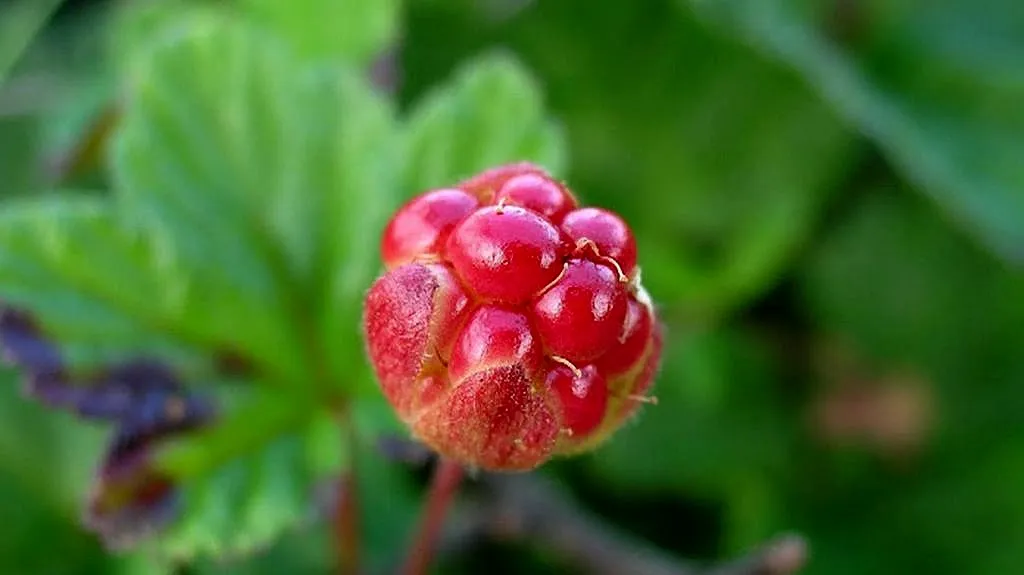 Ostružiník moruška