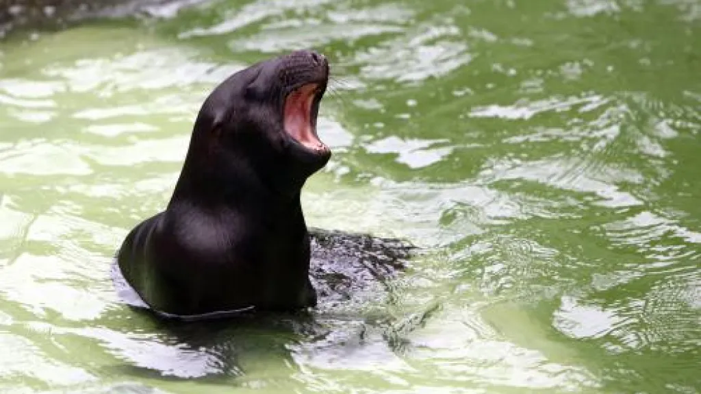 Mládě lachtana hřívnatého