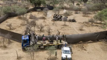 Když padají obři (When Giants Fall) – Profesionální lovci střílejí slony, kteří byli určeni k odstřelu v rezervaci Sango Wildlife Conservancy v Zimbabwe