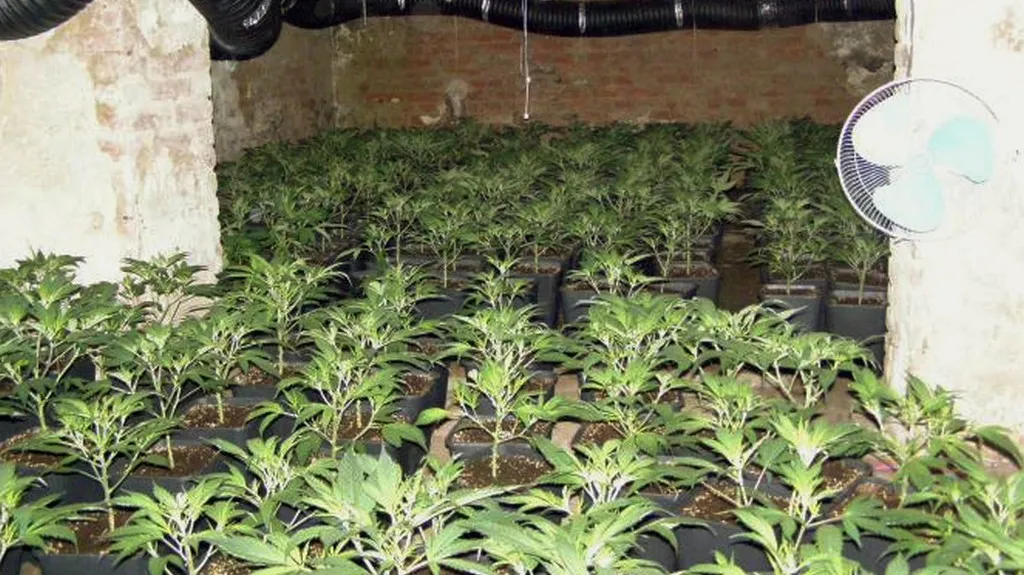 Nelegální pěstírna v Cholticích