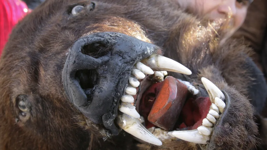 Muž s medvědí hlavou