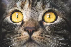 Kočky požírají dva tisíce živočišných druhů, včetně stovek ohrožených