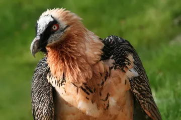 Hnízda orlosupů ukrývají artefakty staré i stovky let. Vědci je teď poprvé popsali