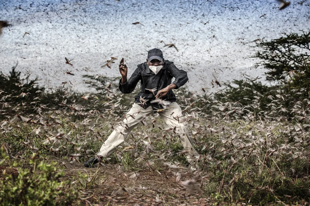 Nominace v kategorii Příroda: Luis Tato se sérií snímků nazvanou Invaze kobylek ve východní Africe