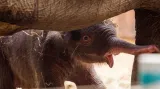 Nový přírůstek v ostravské zoo
