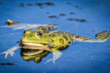 Plíseň vyhubila stovky druhů obojživelníků, záchranou mohou být probiotika