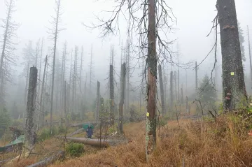 Šumavské lesy si vystačí bez lidí, po vichřici se dokáží obnovit, vzkázaly univerzity