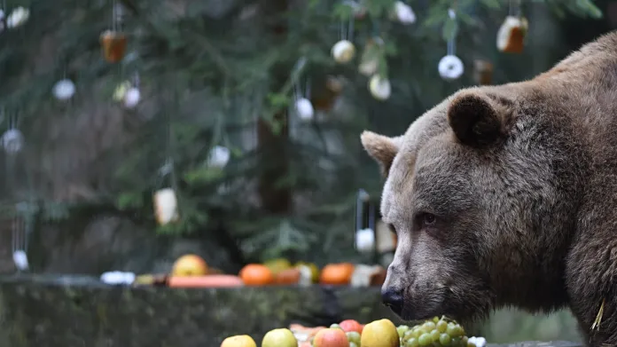 Medvědí Vánoce v Českém Krumlově