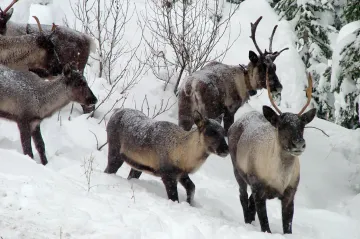 V Arktidě převáží déšť nad sněhem dřív, než se čekalo. Důsledky může pocítit celá planeta