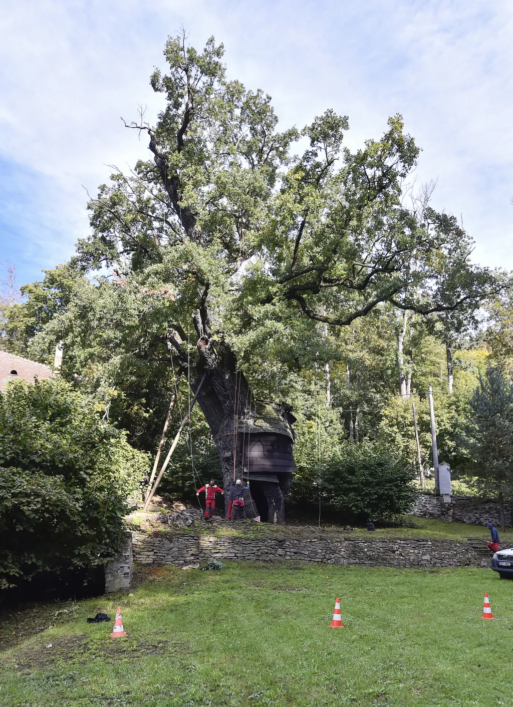 V Náměšti nad Oslavou odborníci opět ošetřili Žižkův dub starý přes devět set let