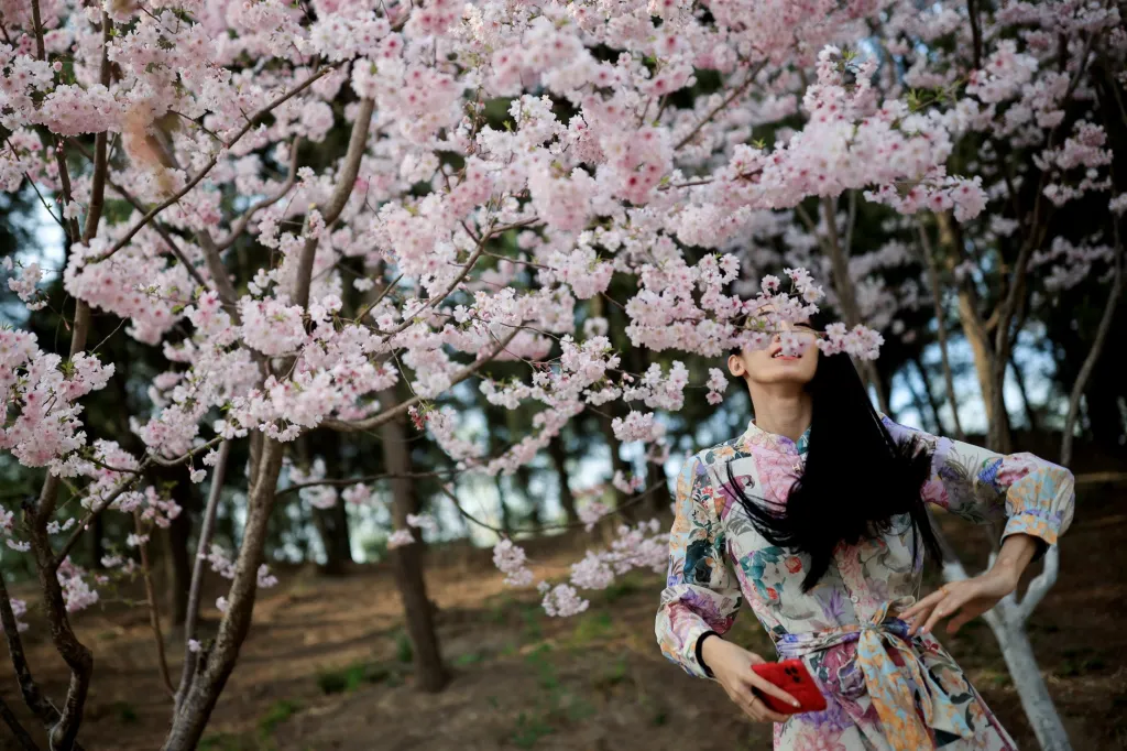Rozkvetlé třešně jsou jedním ze symbolů Japonska. Čínský Peking ale v této kráse nechtěl zůstat pozadu a před několika lety vysadil v parku Yuyuantan desítky těchto okrasných stromů. Ty nyní začaly rozkvétat