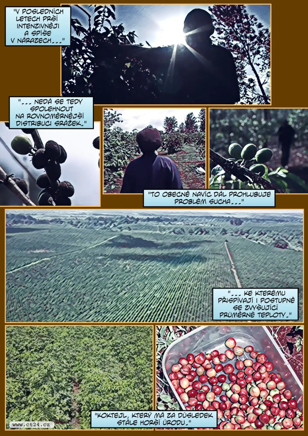 Pandemie a klimatické změny mají dopady na pěstování kávy