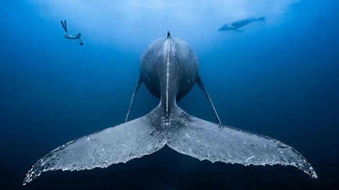Kategorie Širokoúhlé fotografie, 1. místo. Humback whale and her calf (Megaptera novaeangliae)