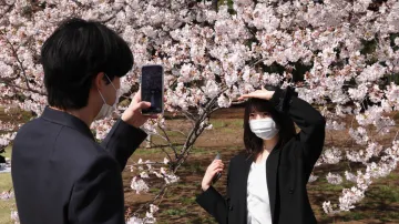 Kvetoucí sakury v březnu 2021 v Japonsku