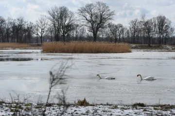 CHKO Poodří pokračuje v obnově rezervace Bažantula. Jde o nejrozsáhlejší projekt za 30 let