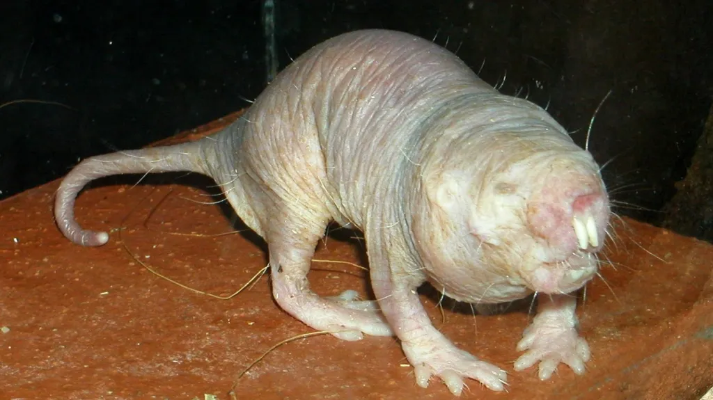 Rypoš lysý