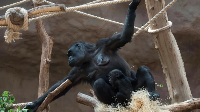 Gorilí samice Kamba s mládětem