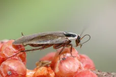 Komerční insekticidy už na šváby nestačí, procházejí se po nich hodiny