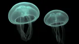 Medúza talířovka ušatá