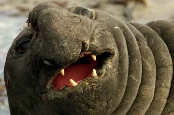 Rypouše sloní u Antarktidy ničí ptačí chřipka. Pošla už polovina samic