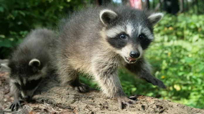 Ukrajinci zachraňují zvířata ze zoo v Charkově