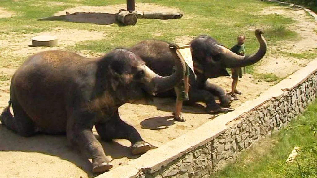 Slonice v ústecké zoo