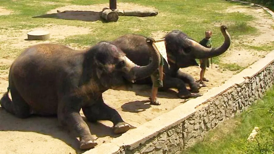 Slonice v ústecké zoo