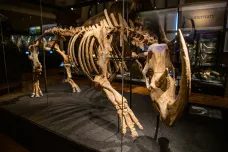 Národní muzeum otevřelo Okna do pravěku, vidět je za nimi i jediný český dinosaurus