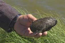 Na dně rybníka v Nasavrkách našli při vypouštění tisíce škeblí. Z bahna je zachraňují ochránci přírody