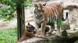 Mládě tygra ussurijského s matkou